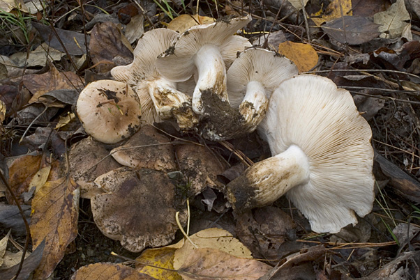 Tricholoma populinum